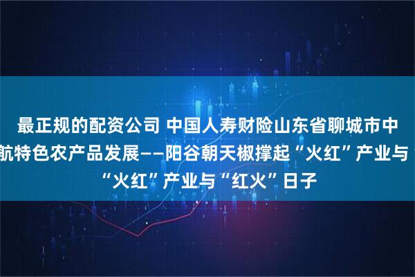 最正规的配资公司 中国人寿财险山东省聊城市中心支公司护航特色农产品发展——阳谷朝天椒撑起“火红”产业与“红火”日子